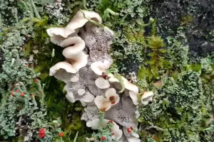 Allet 02 Nog een keer de Buisjeszwam